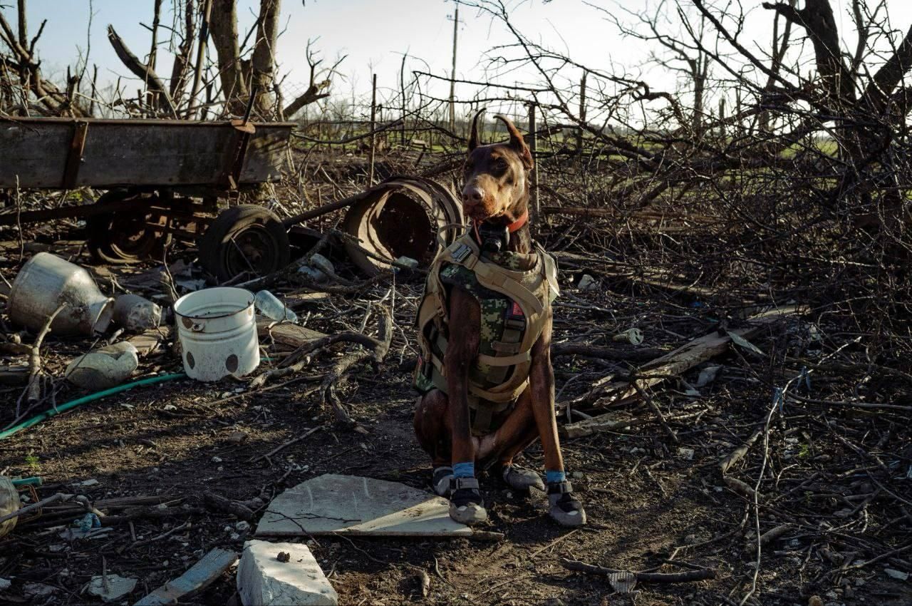 Собака-рятувальниця Ханна. Фото: "Антарес". 