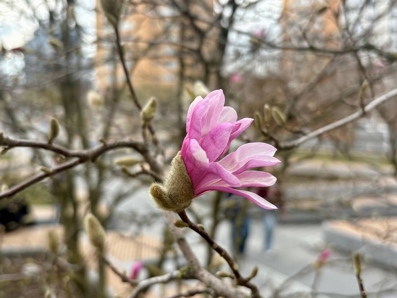 Квітка магнолії