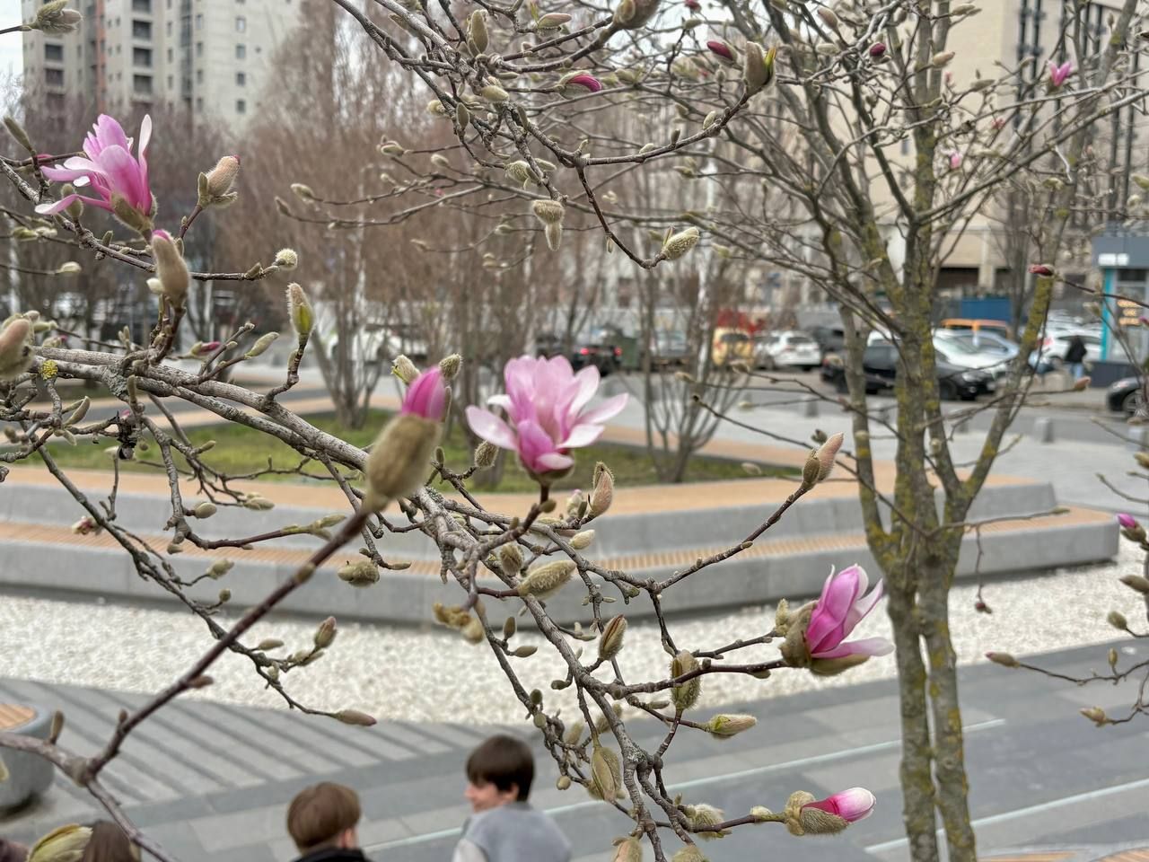 Магнолії в Дніпрі