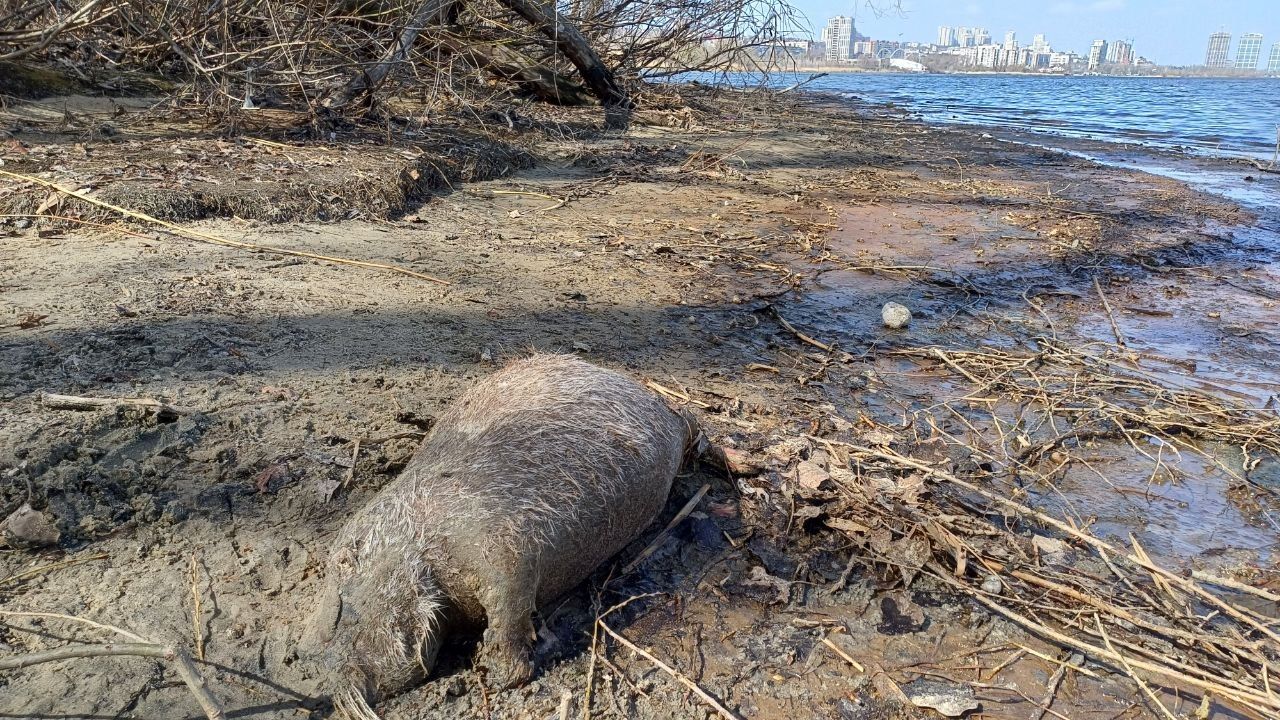 Погибшую нутрию выбросило на берег