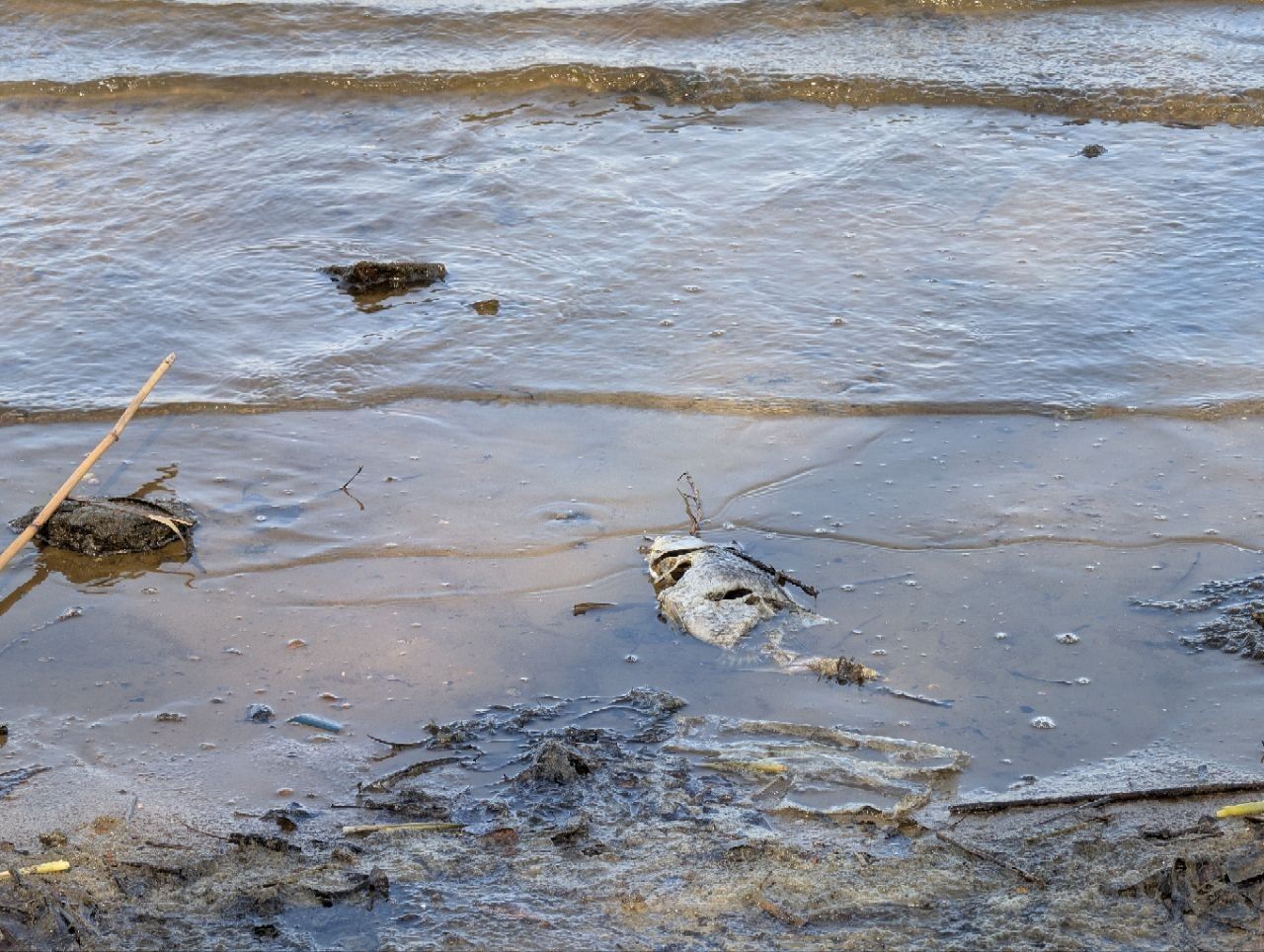 Массового моря рыбы не наблюдается, но несколько рыб можно увидеть у берега