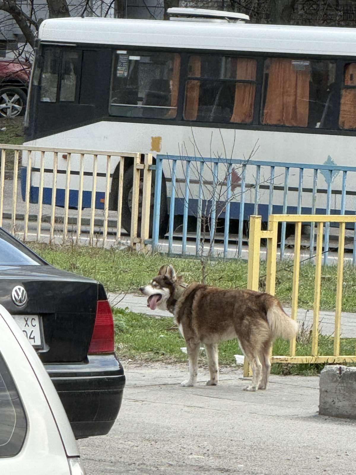 Собаку привязали к забору