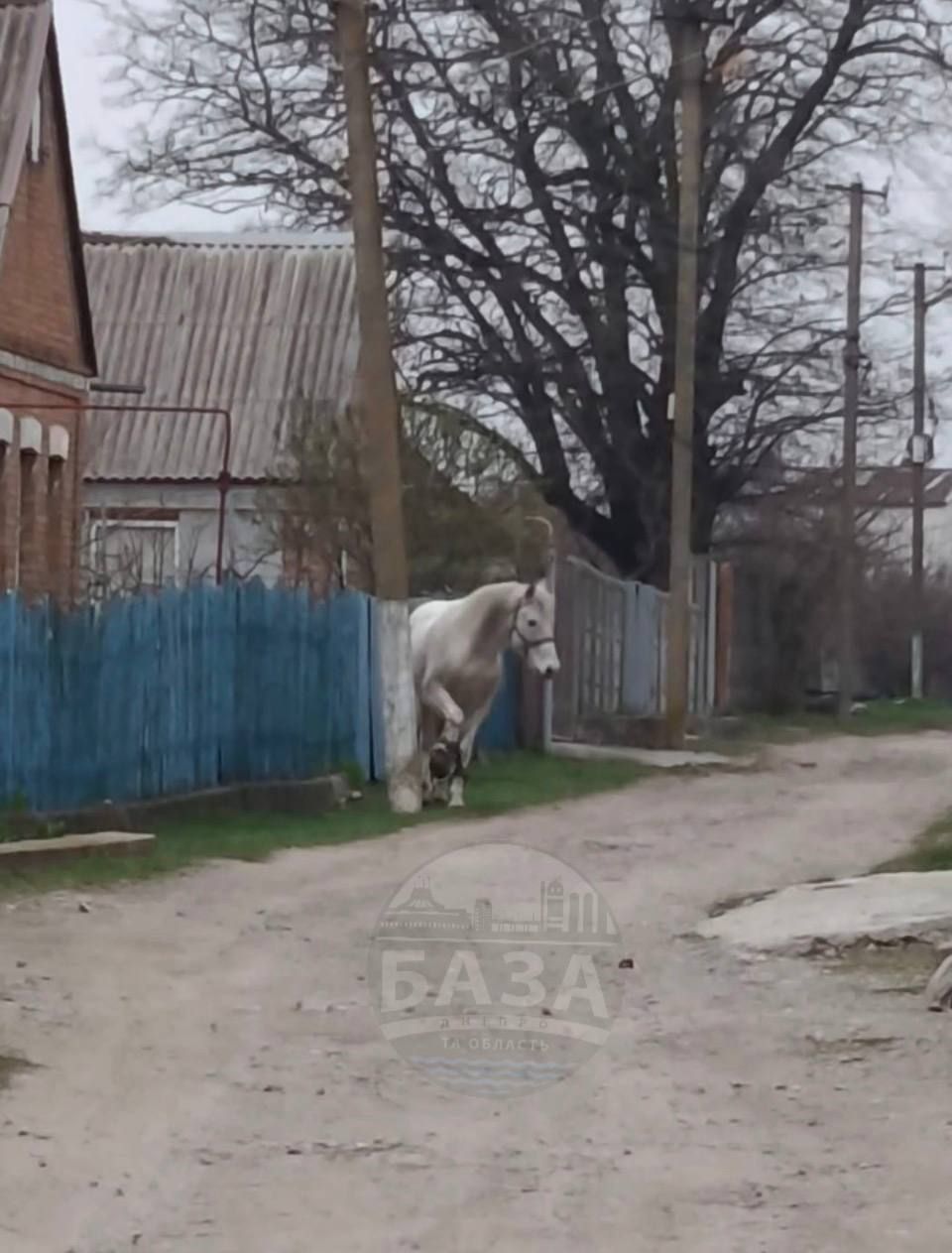 Лошадь, которую заметили в деревне