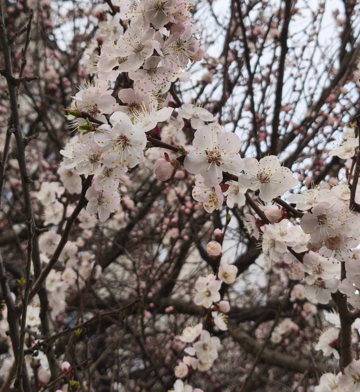 фото_2026-04-03_21-11-06