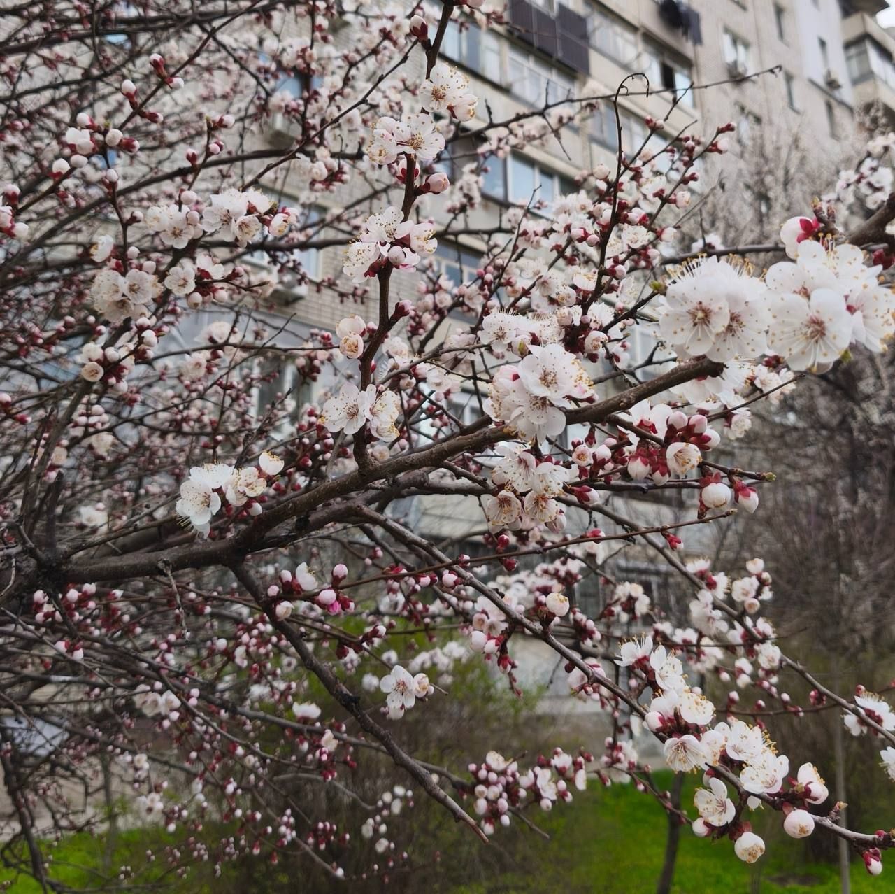 фото_2026-04-03_21-11-05