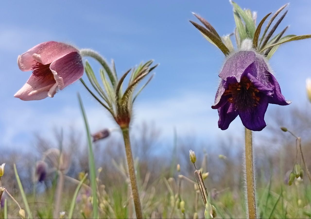 Розово-пурпурные и фиолетовые цветы. Фото: Светлана Кияк.