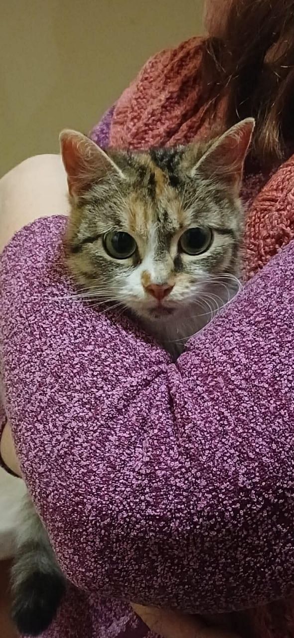 Врятований кіт 