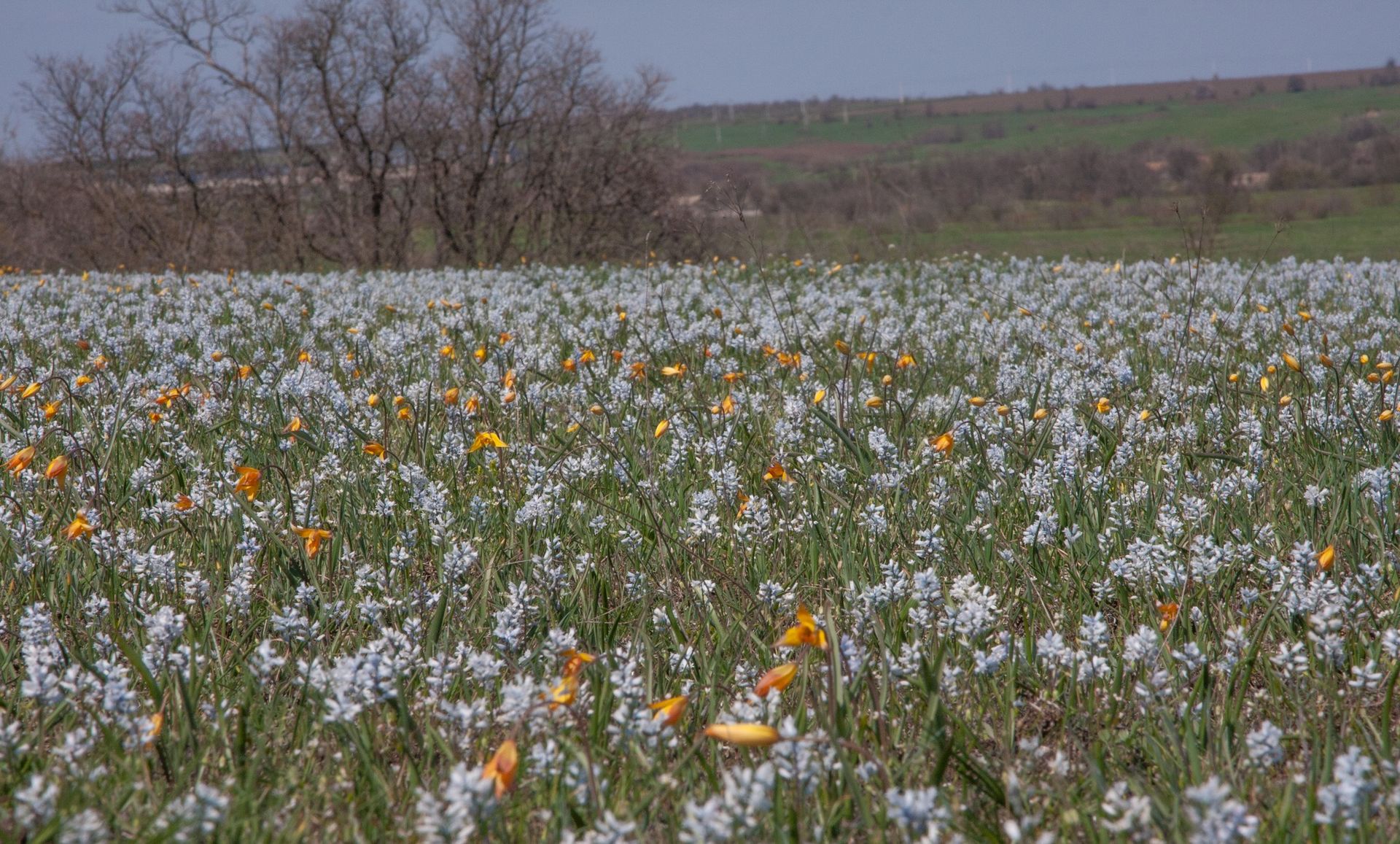 Квіти занесені до Червоної книги України. Фото: Анатолій Сальник. 
