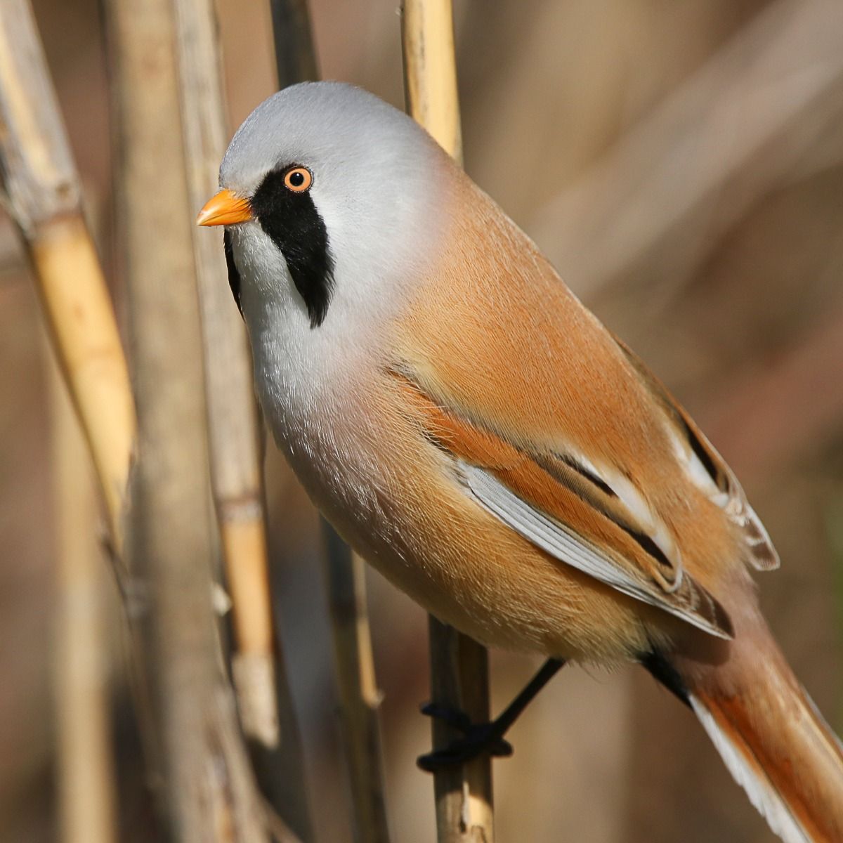 Вусата синиця