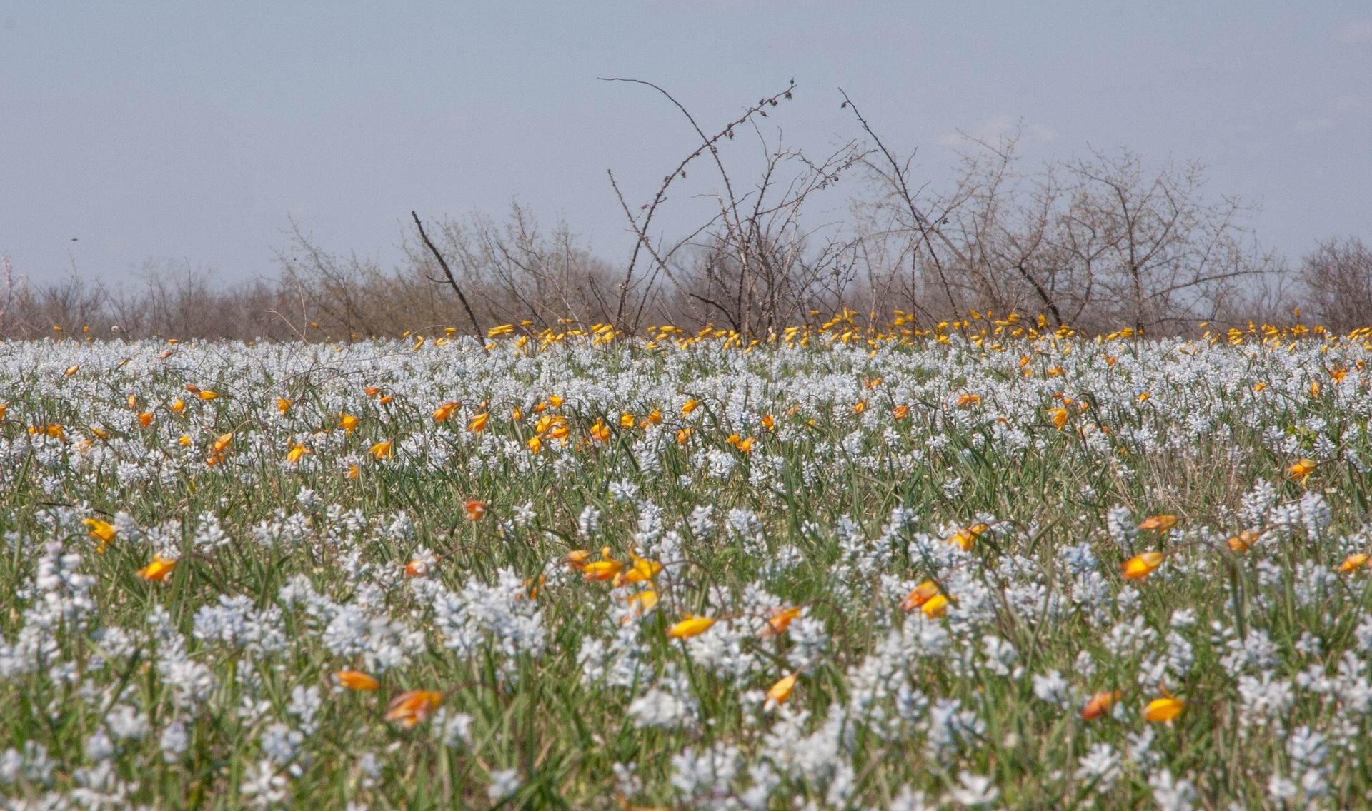 Поле гіацинтів та тюльпанів. Фото: Анатолій Сальник.