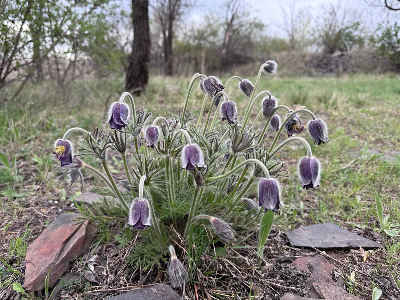 Чернокнижный цветок Сон луговой. Общественное Днепр