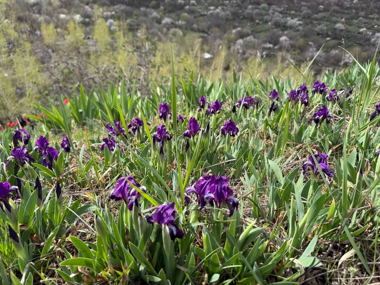Ирисы на склоне в Кривом Роге. Общественное Днепр