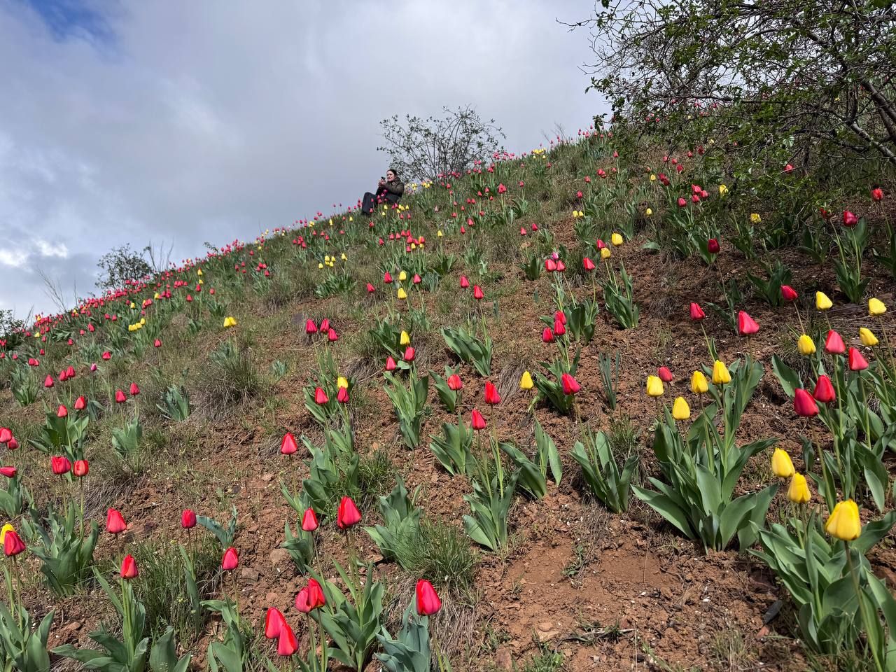 Тюльпаны на склоне в Кривом Роге. Общественное Днепр