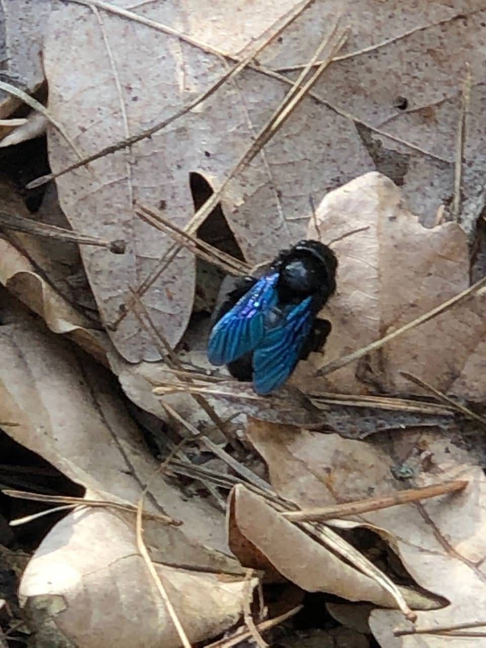 Бджола-тесляр