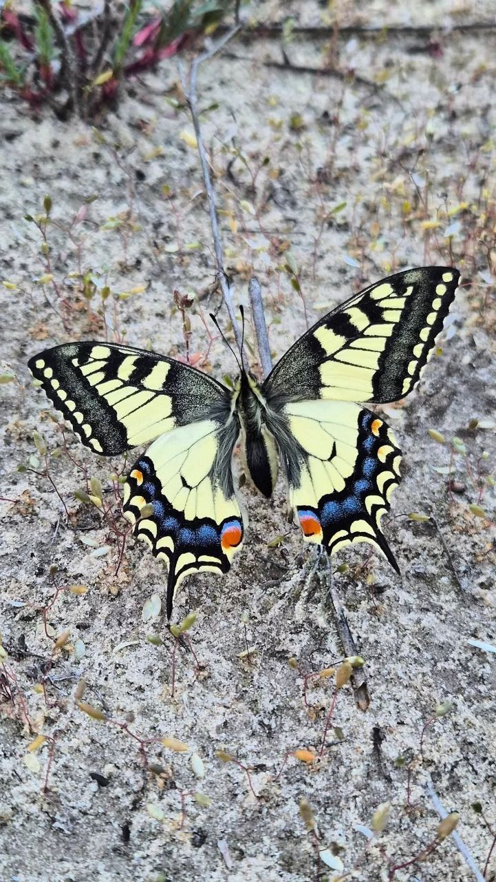 Метелик махаон