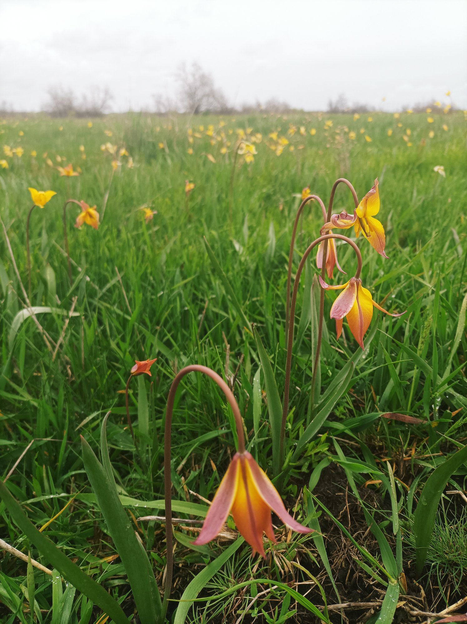 Тюльпаны дубравные. Фото: Александр Ванжа.