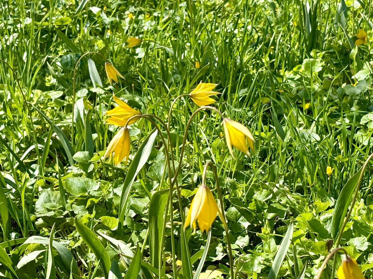 Дикі тюльпани