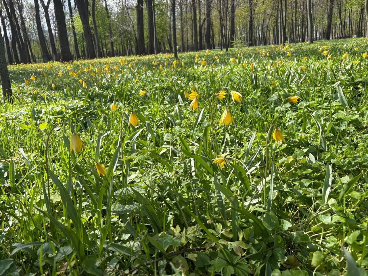 Галявина диких тюльпанів у парку