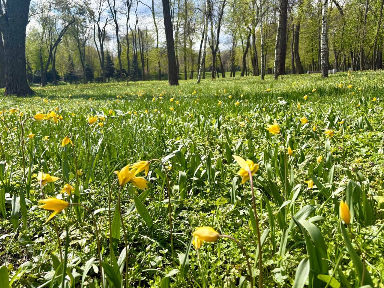 Цей вид тюльпанів внесений у Червону книгу України