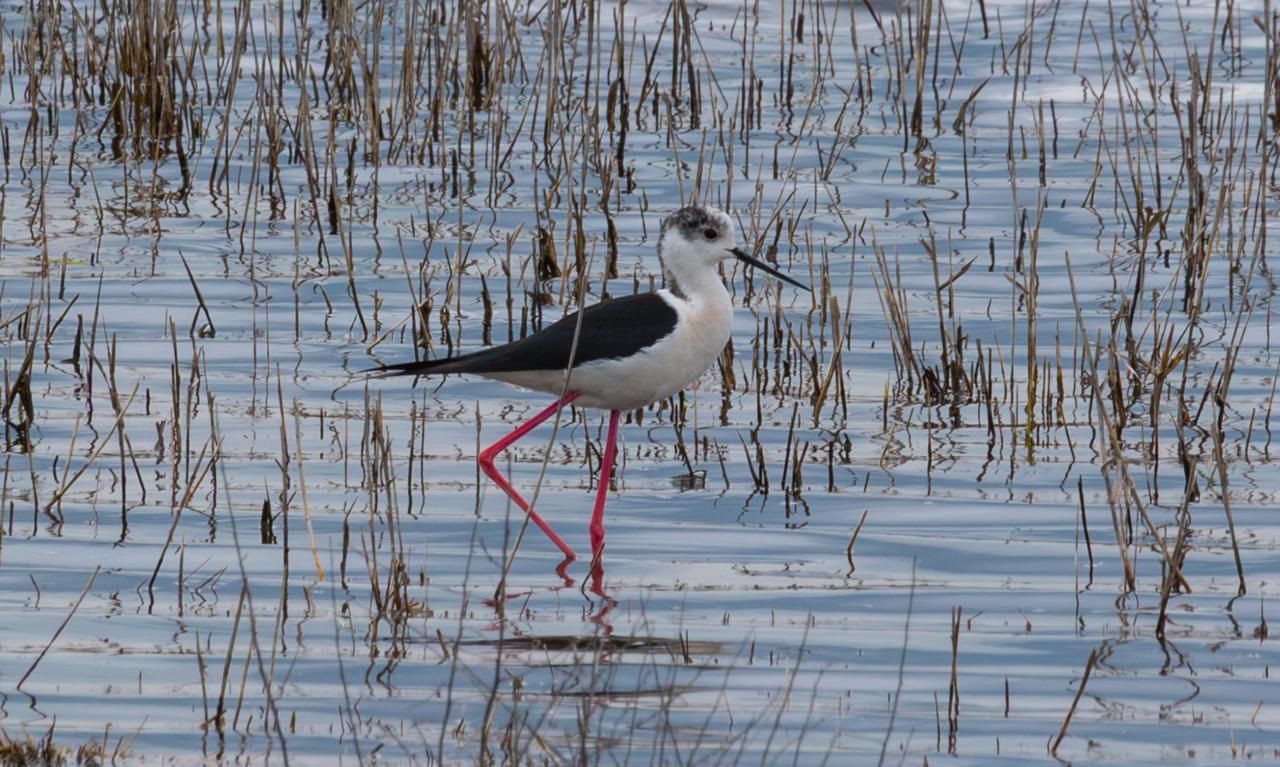 Кулик длинноног. Фото: Анатолий Сальник.