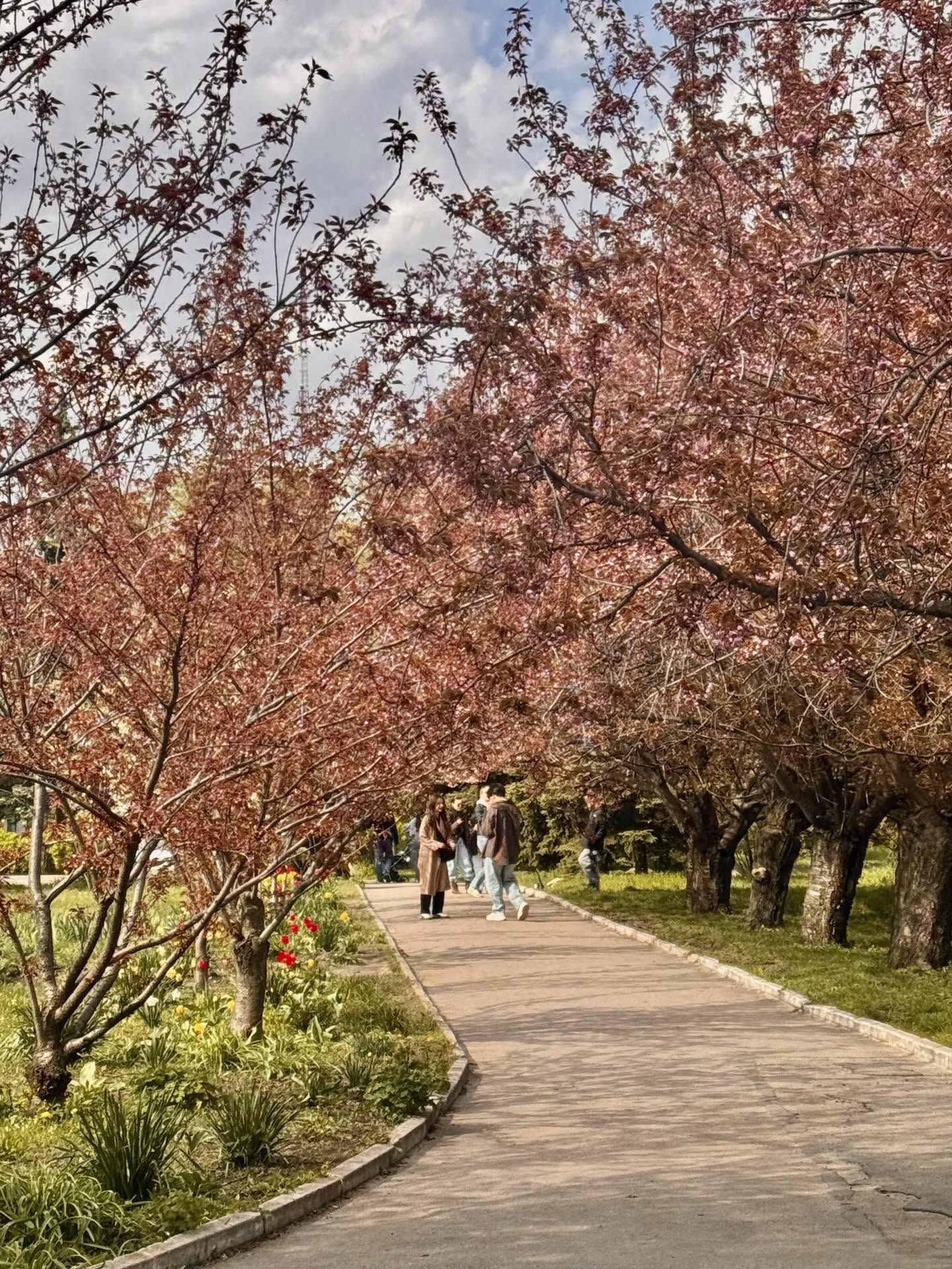 В Днепре, несмотря на холод, расцвела известная аллея сакур: фото