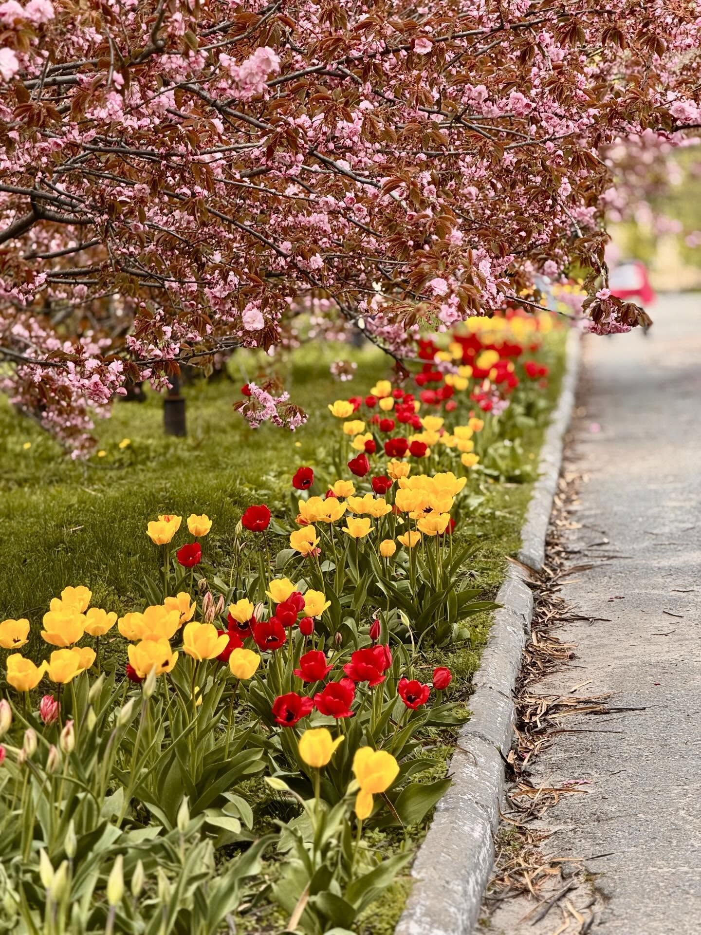 В Днепре, несмотря на холод, расцвела известная аллея сакур: фото