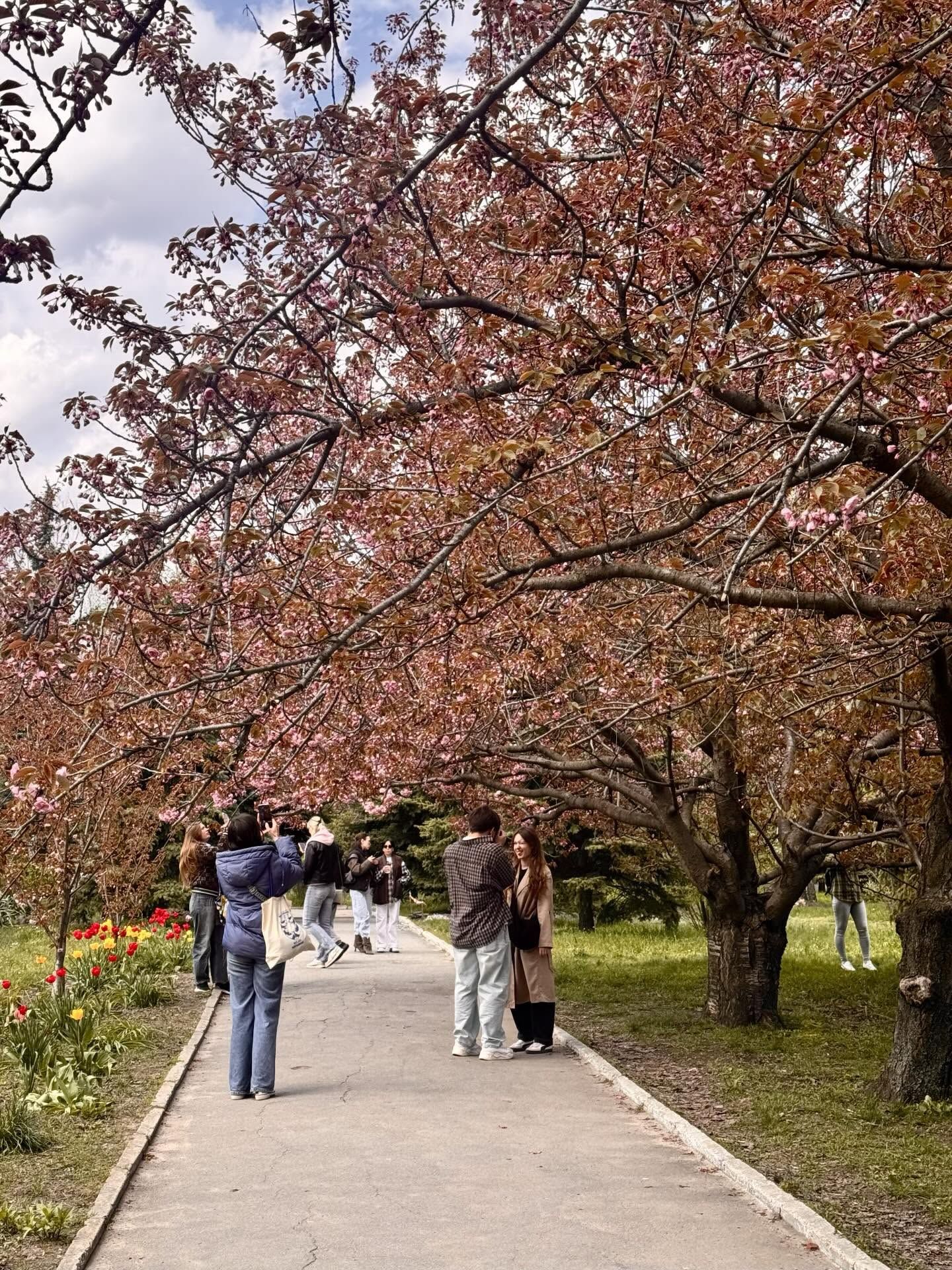 В Днепре, несмотря на холод, расцвела известная аллея сакур: фото