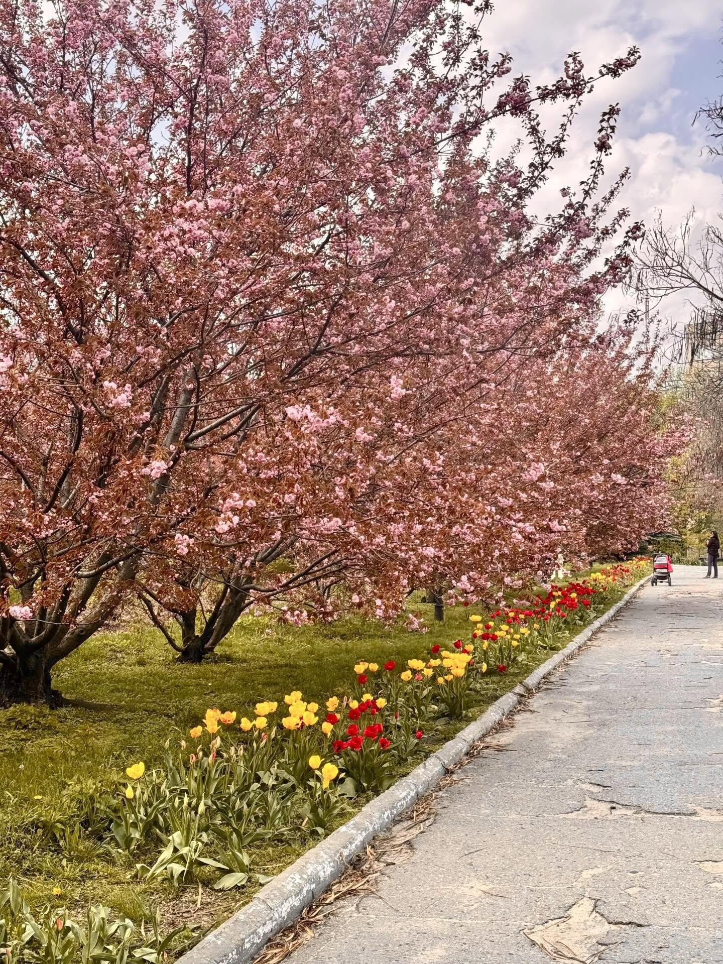 В Днепре, несмотря на холод, расцвела известная аллея сакур: фото