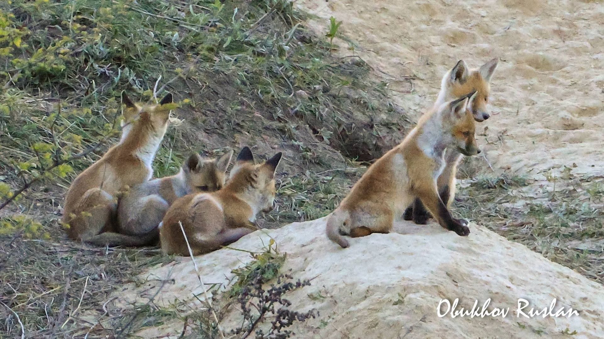 Фотографу вдалося зазнімкувати лисячу родину