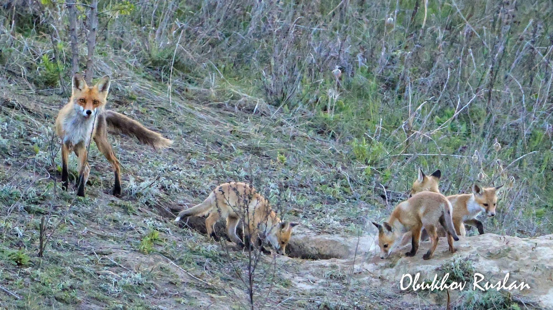 Родина лисенят оселилась на околицях Дніпра 