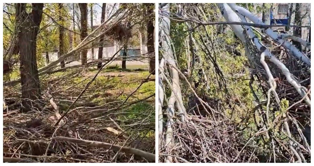 Обрізані дерева з гніздами. Фото: "Суспільне".