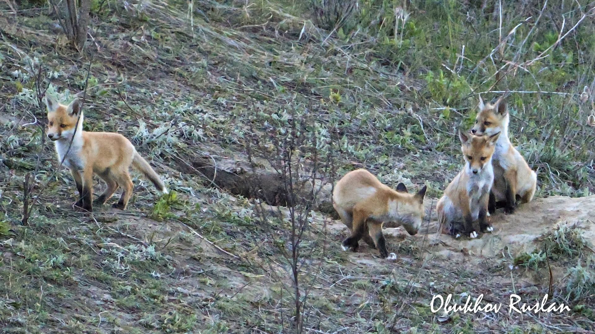 Тварини живуть разом