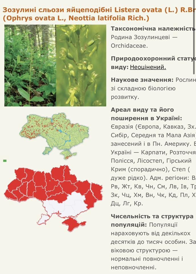 Рідкісна рослина на Дніпропетровщині. Фото: Сергій Назімов. 