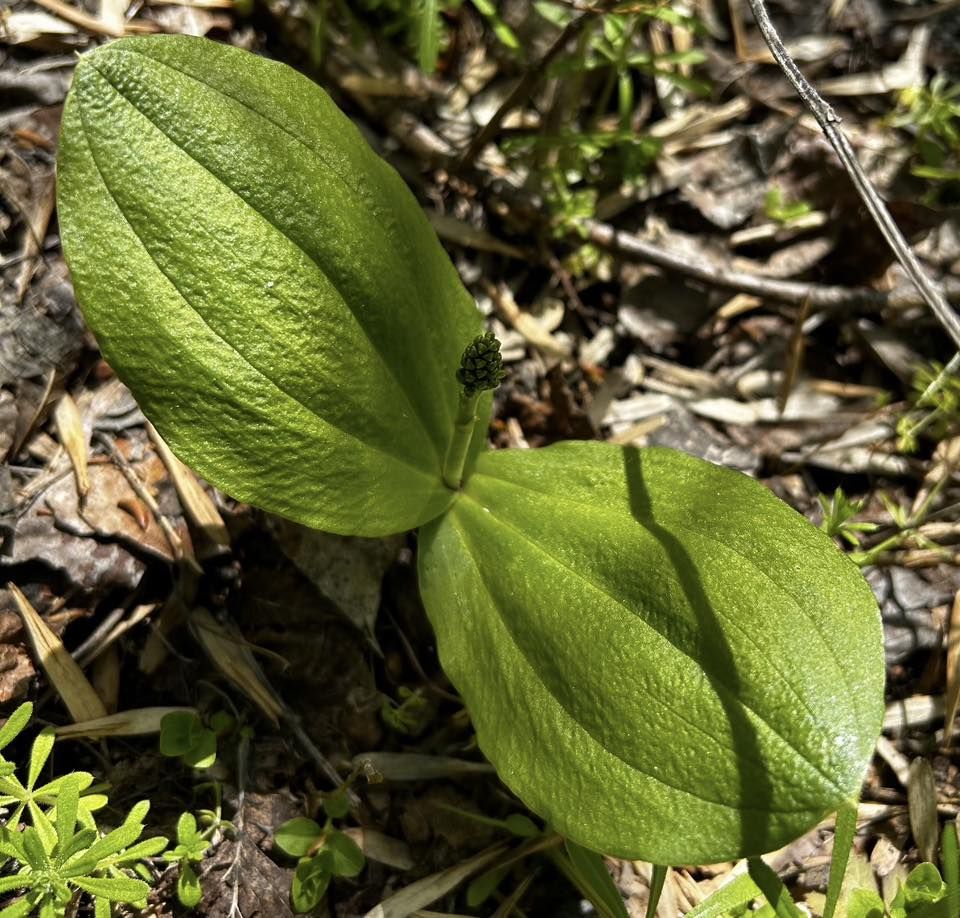 Зозулині сльози яйцеподібні. Фото: Сергій Назімов.