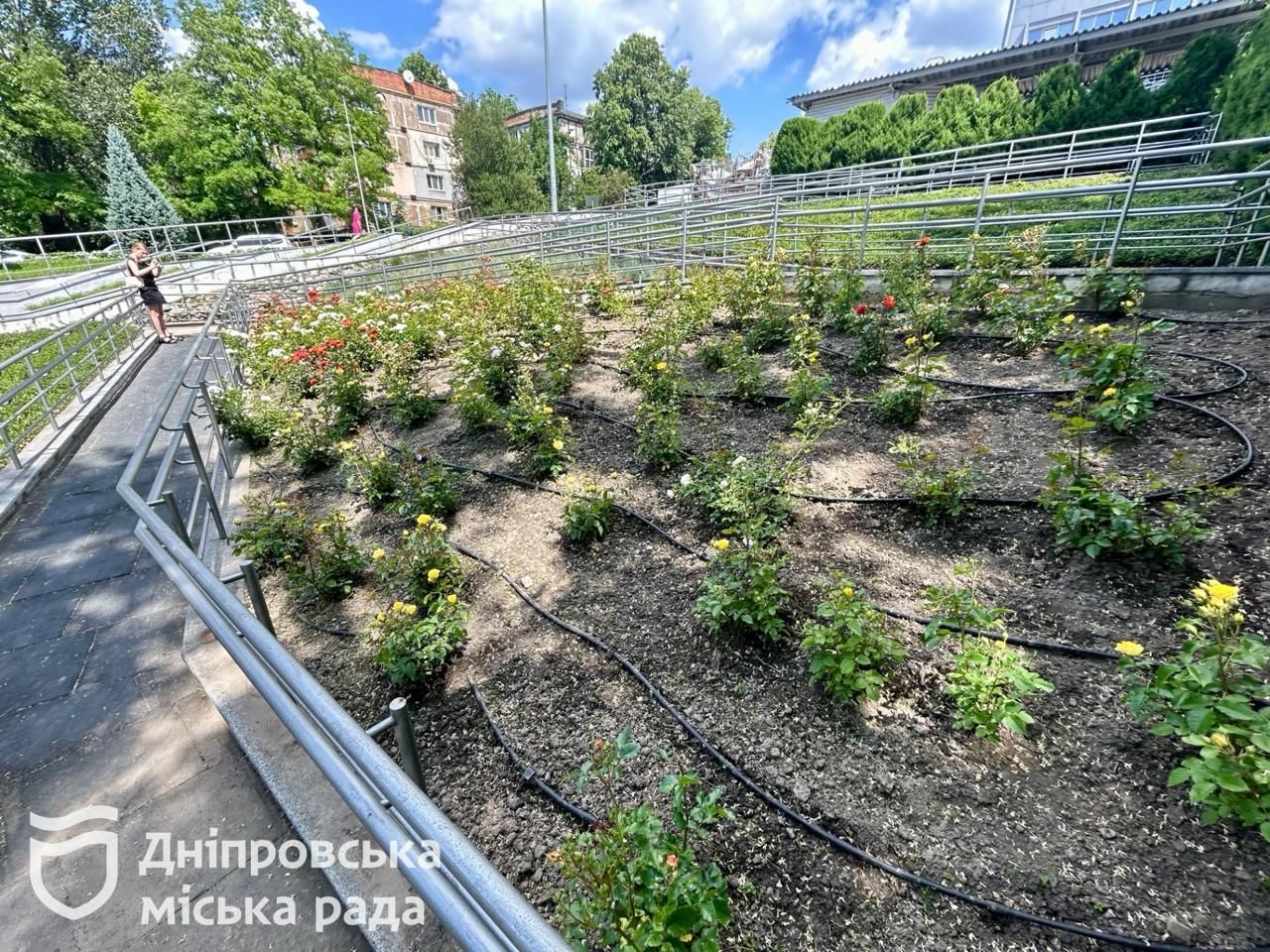 В парке Зеленый Гай в Днепре цветут 100 кустов роз: как выглядит зона отдыха