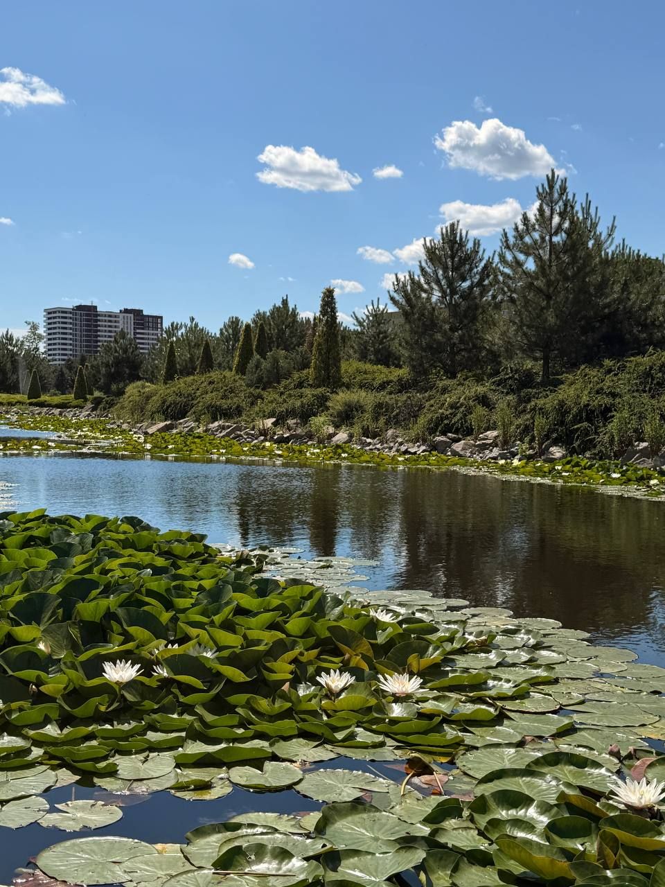 Белые, розовые и желтые: в Днепре яхт-клуб «Сич» украсили сотни водяных лилий