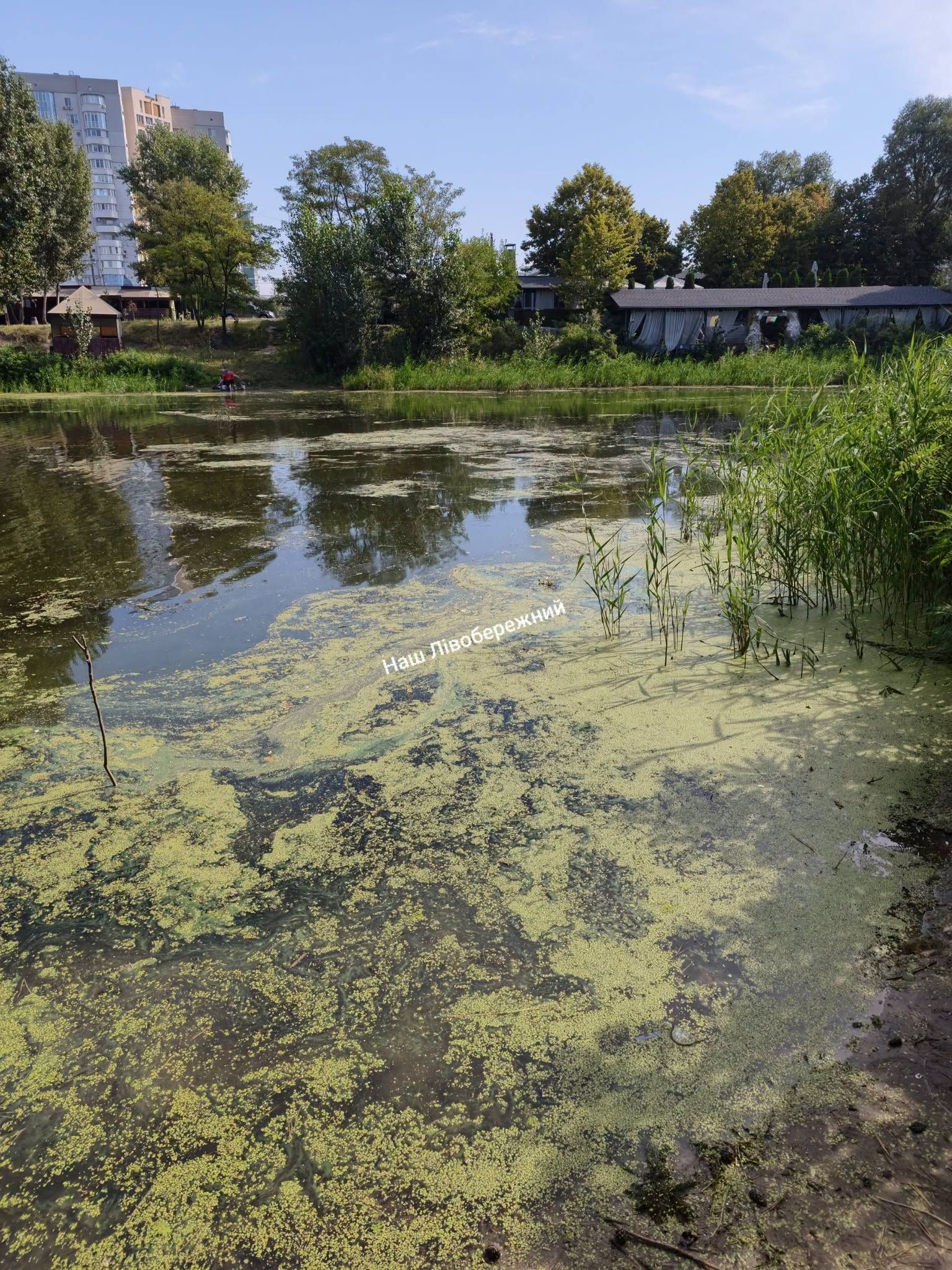 Вода, яка колись була чистою, зараз нагадує болото