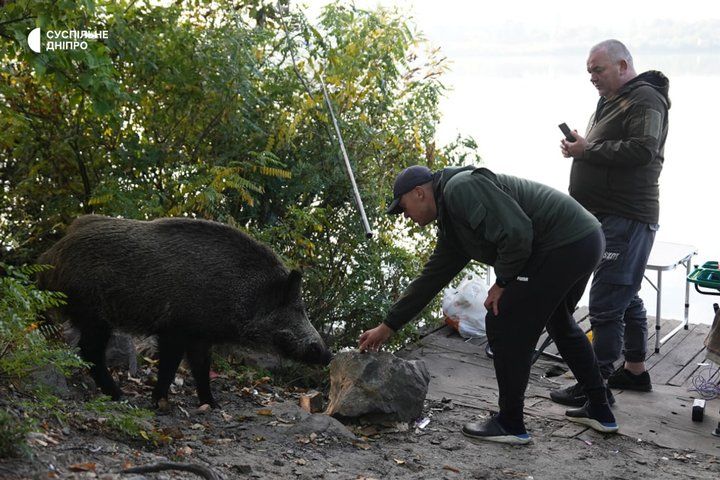 Рибалки та кабан