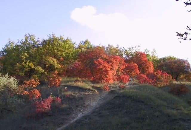 Новости Днепра про В Днепре в Тоннельной балке растут поля скумпий (ФОТО)