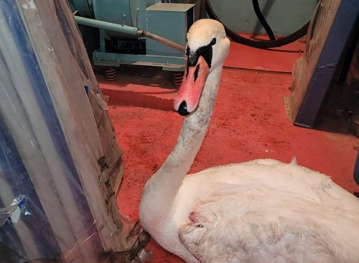 Новости Днепра про Упал в воду из-за снегопада: на Днепропетровщине спасают лебедя