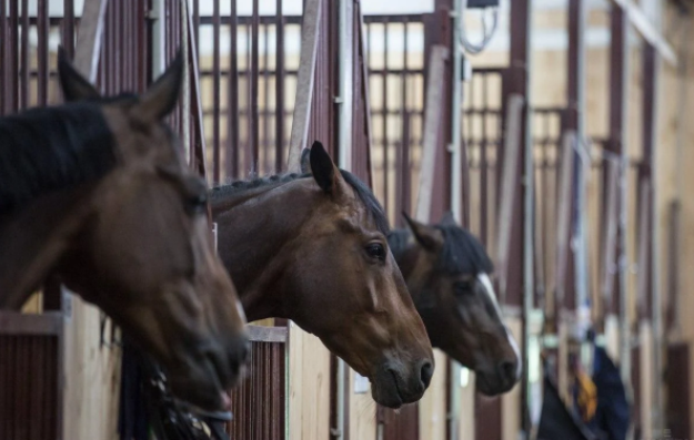 Новости Днепра про В Гостомеле оккупанты сожгли конюшню с лошадьми