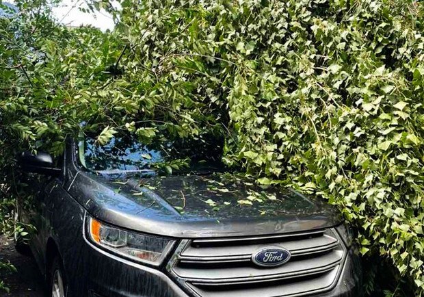 Новости Днепра про У Дніпрі на Ford впало велике дерево