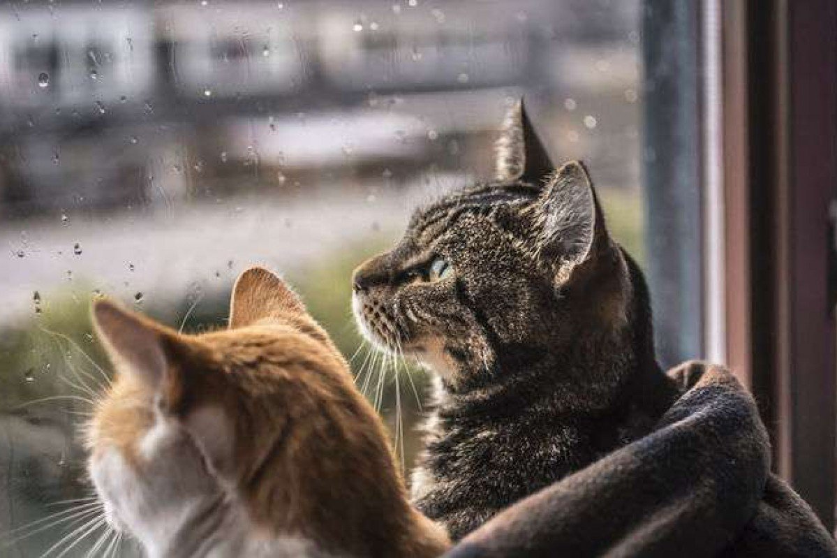 Новости Днепра про Сьогодні у Дніпрі очікується дощ із грозою