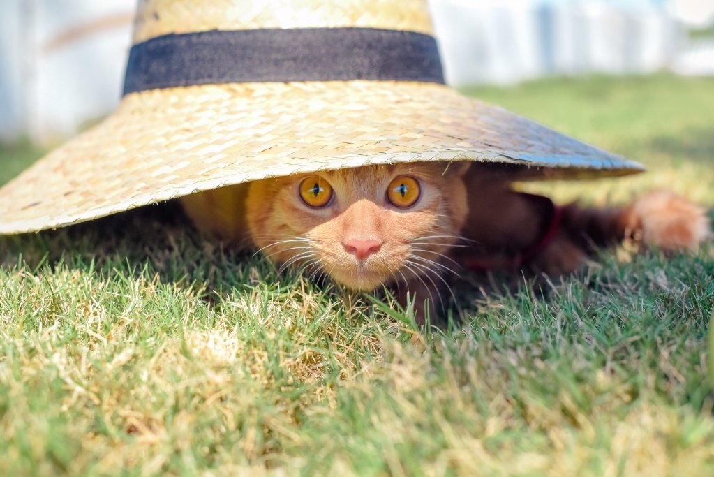 Новости Днепра про Сьогодні на дніпрян чекає спекотна погода