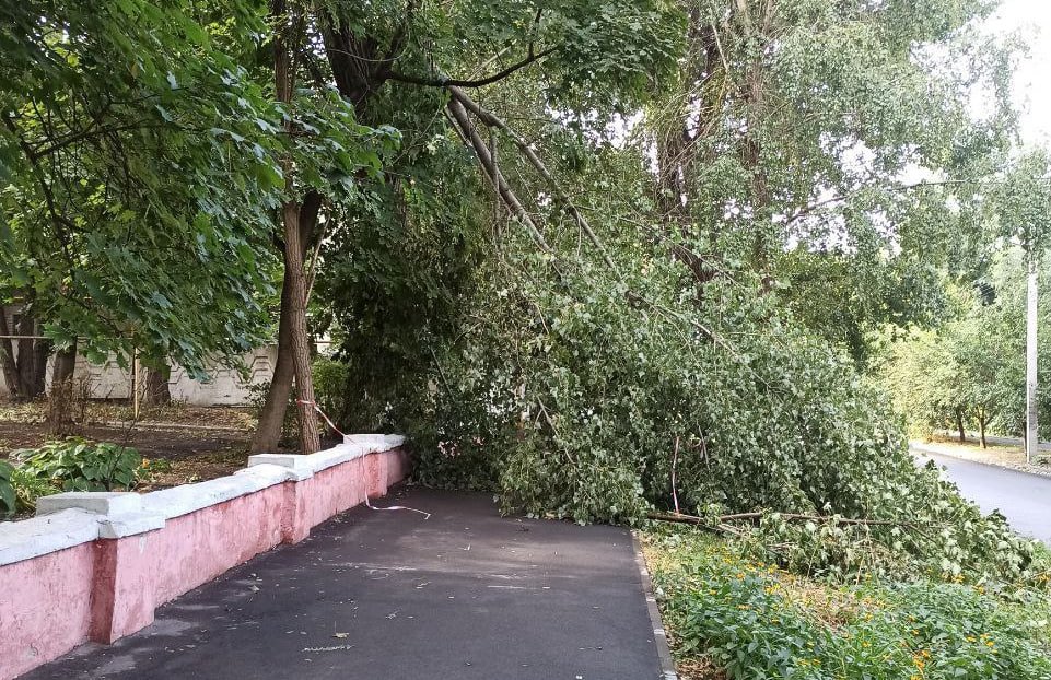 Дерево лежить посеред дороги 