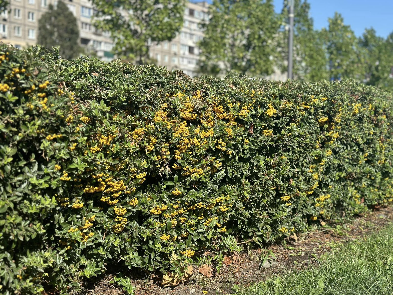  У Дніпрі в сквері Прибережному розквітла вічнозелена рослина з яскравими ягодами