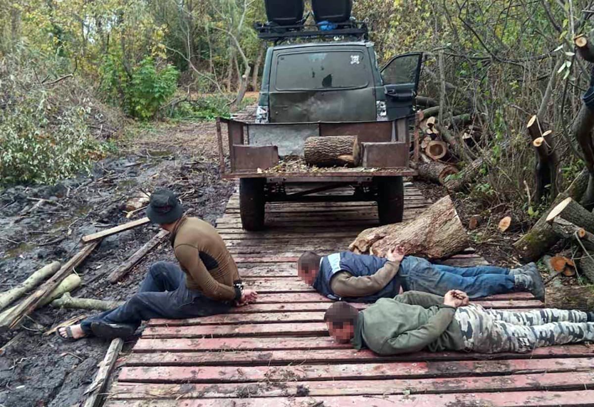 В Подгородном вооруженные мужчины незаконно вырубывали лес