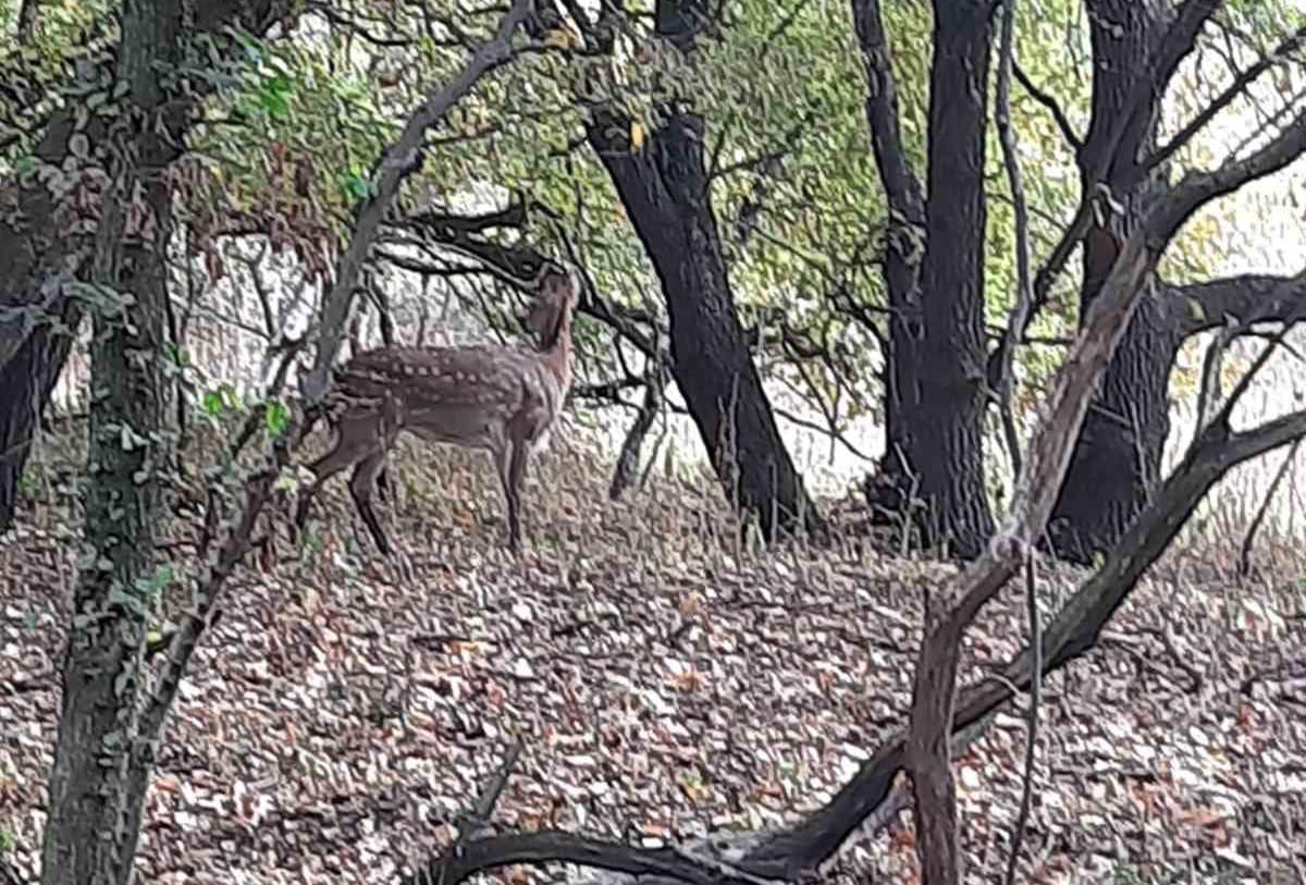 Возле Днепра заметили японских оленей (фото)