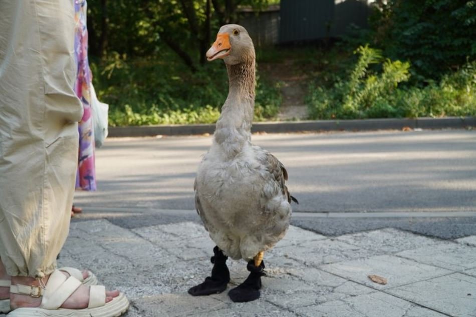 Гусь Гоша в тапках