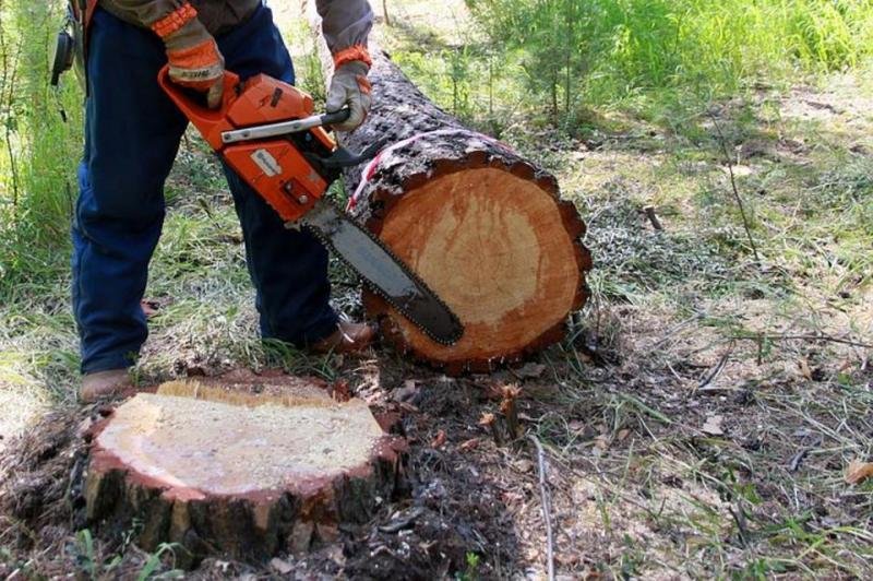 У Дніпрі невідомі незаконно пиляли дерева у Новокодацькому районі